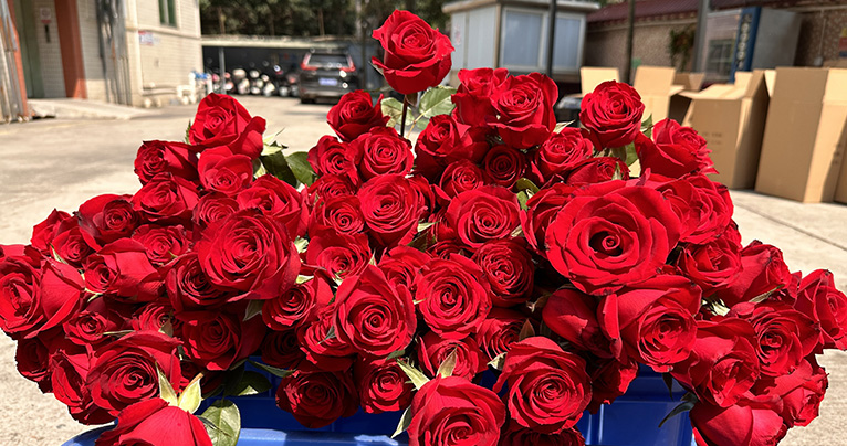 致最美的你！2024年三八婦女節(jié)如約而至，雅香麗懷揣著無比的敬意與期待，熱烈慶祝這個專屬于女性朋友們的盛大節(jié)日！